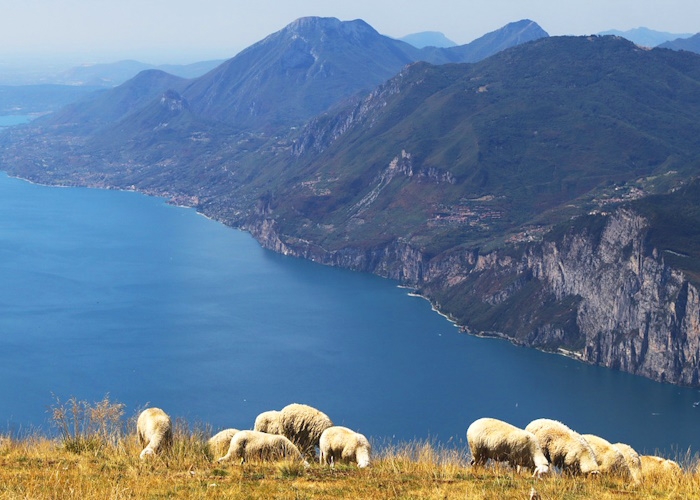 Blick vom Monte Baldo auf den Gardasee mit Schafherde