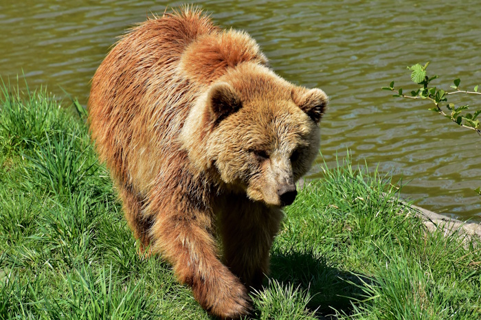 Braunbär